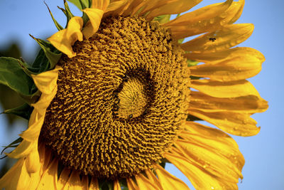 Close-up of sunflower