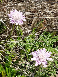 Close-up of purple crocus flowers blooming on field