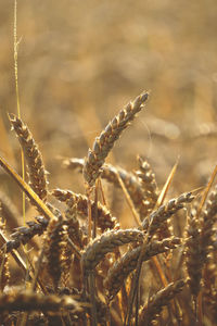 crop