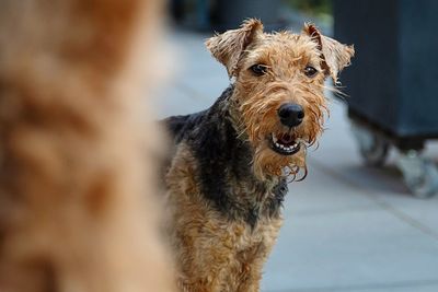 Close-up portrait of a dog