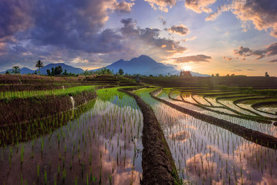 The story of a reflection in the morning in a rural rice field