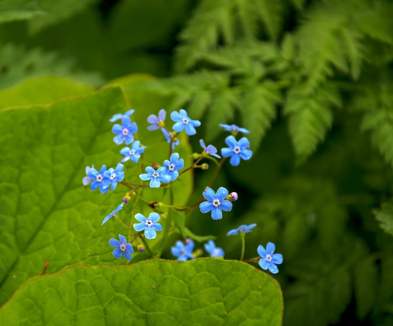 Image Result For Garden Center La