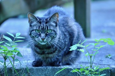 Close-up portrait of cat