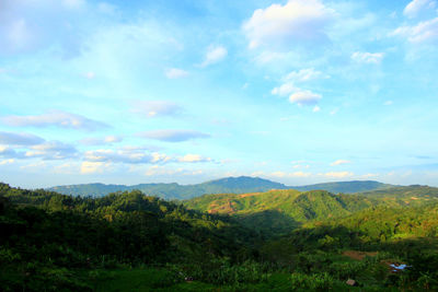 Scenic view of forest against sky