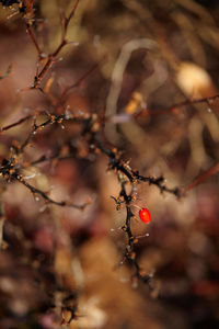 Close-up of berries growing on tree