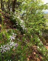 Close-up of flowers growing on tree