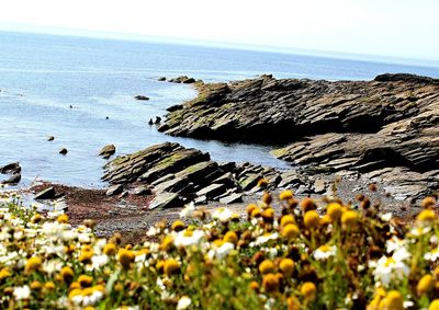 Yellow flowers in sea