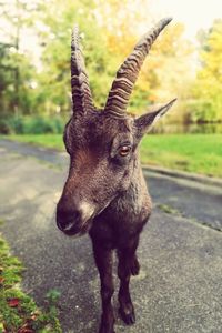 Portrait of capricorn standing on road