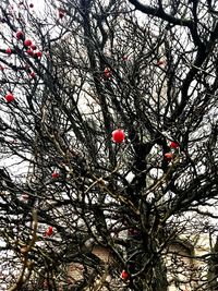 Low angle view of fruits on tree