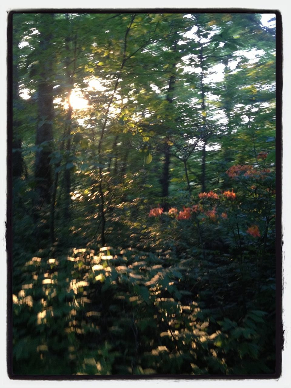tree, transfer print, growth, auto post production filter, forest, tranquility, nature, beauty in nature, tree trunk, leaf, branch, tranquil scene, season, plant, autumn, sunlight, scenics, day, no people, outdoors
