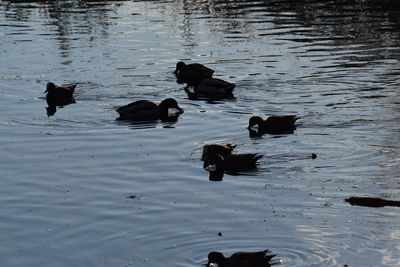 Ducks in water