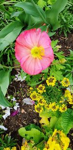 Close-up of fresh pink flowering plants