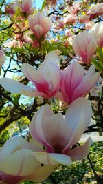 Close-up of fresh pink flowers blooming in tree