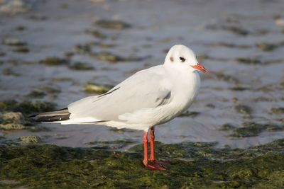 Close-up of seagull perching on a lake