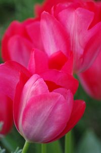 Close-up of pink tulip