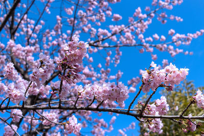 Low angle view of cherry blossom