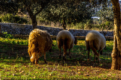 Sheeps standing in a field