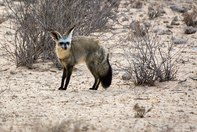 Bat-eared fox standing on field