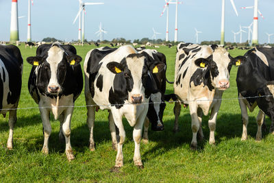 Cows standing in field