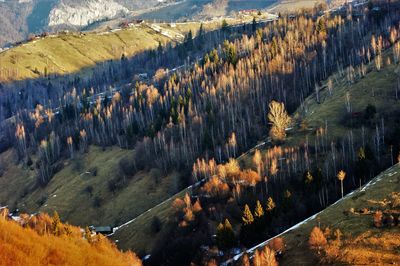 High angle view of agricultural landscape