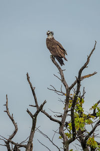 Low angle view of eagle perching on tree