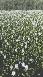 High angle view of white flowering plants on field