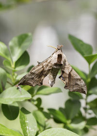 Close-up of insect on leaf