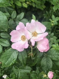 Close-up of pink flowering plant