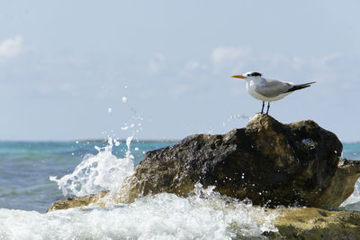 Seagull on rock in sea