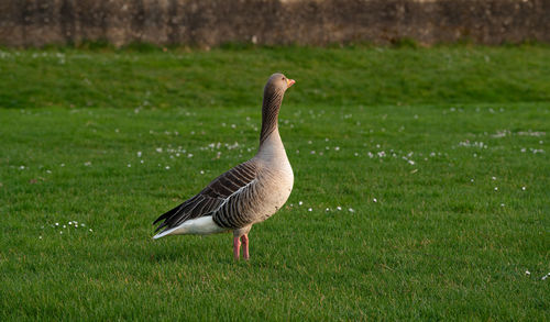 Bird in a field