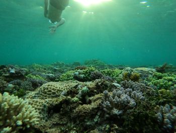 Low section of man swimming in sea