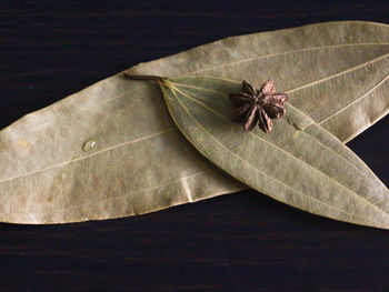 High angle view of insect on table