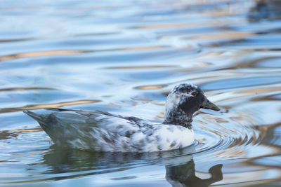 Bird swimming in lake