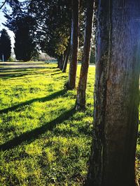 Scenic view of trees on field