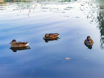 High angle view of ducks floating on lake