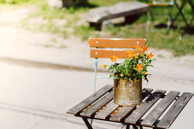 Close-up of flowers on table