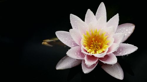 High angle view of pink water lily in pond