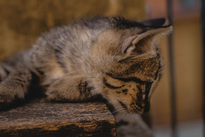 Close-up of a cat sleeping