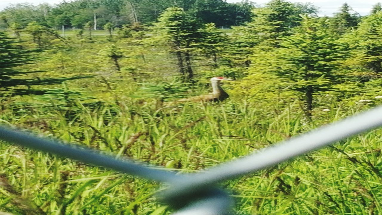 BIRD ON GRASS