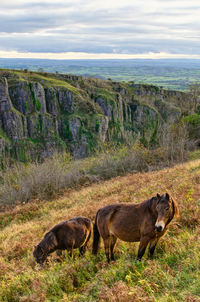 Horses on landscape against sky
