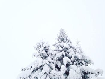 Trees against clear sky during winter