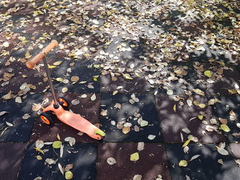 High angle view of person hand on maple leaves