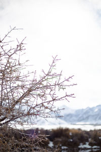 Close-up of snow on tree against sky