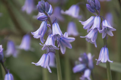 Close-up of purple flowers