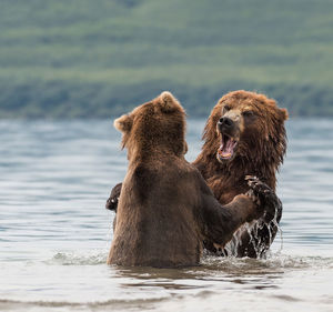 Brown bears fighting in lake