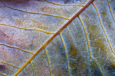 Full frame shot of tree