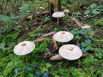 Close-up of mushroom growing in forest