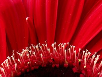 Full frame shot of red flowering plant