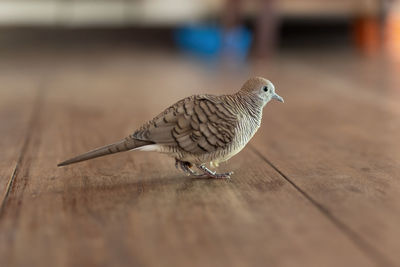 Close-up of bird