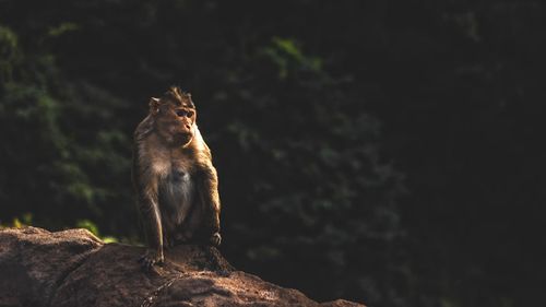 Low angle view of an animal sitting on rock